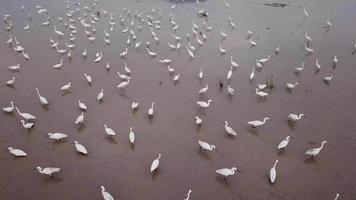 bandada de pájaros de grúa se paran en el campo de arroz inundado en busca de comida.
