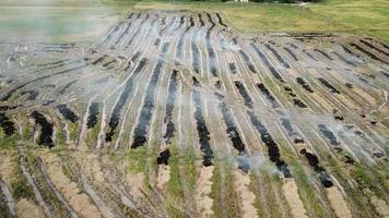 fuego abierto por un agricultor en un campo de arroz en malasia, sudeste de asia. video