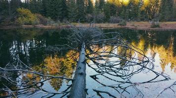 fantastisk natur och en sjö med ett fallen träd i vattnet. skogssjö med ett stort träd liggande i sjön och vissnade grenar. video