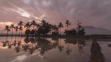 Timelapse reflection one row of coconut trees video