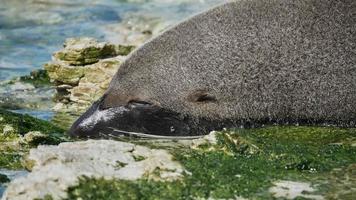Fur seal sleep at the beach at Kaikoura, South Island, New Zealand video