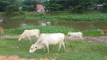 Cattle follow group leader. video