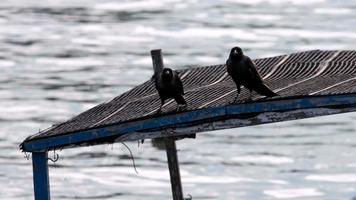 corbeau sur bateau de pêcheur en mer. video