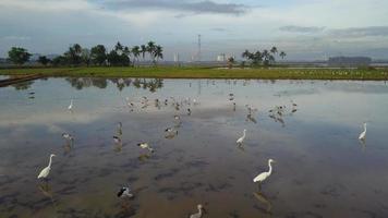 cicogna uccello asiatico openbill presso la risaia allagata a bukit mertajam, penang, malesia. video