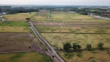 um grupo de garças brancas voa em grupo na malásia, sudeste asiático. video