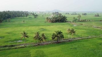 rizière verte aérienne près de kuala muda, kedah. video