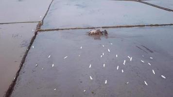 antenne volg zilverreigers vogel draaien 360 graden vliegen in overstroomd rijstveld. video