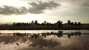 vue aérienne rangée de cocotiers avec câble électrique à l'arrière pendant l'heure du coucher du soleil. video