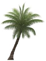 palmera, cocotero aislado en blanco vector