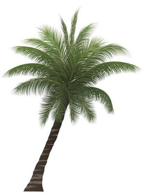palm tree, coconut tree isolated on white