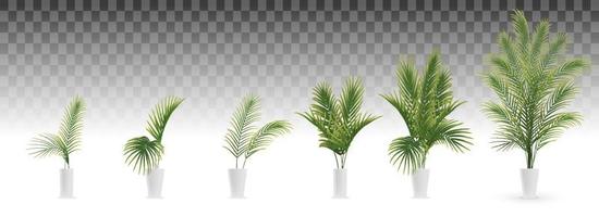 conjunto de palmera en jarrón blanco vector