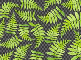 set of fern leaf tropical forest vector