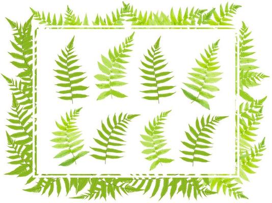 set of fern leaf tropical forest