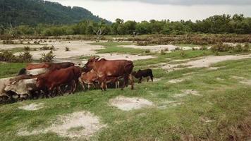 Dirty cows move at the field. video