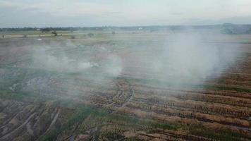 Open burning in a paddy field in Penang. video