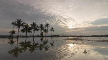 Timelapse reflection mirror coconut trees on the water video
