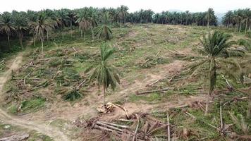 vue aérienne excavatrice nettoyer la terre à la plantation de palmiers à huile en malaisie. video