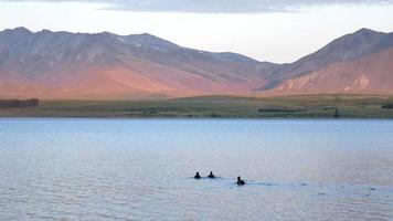 três patos nadam juntos no lago tekapo video