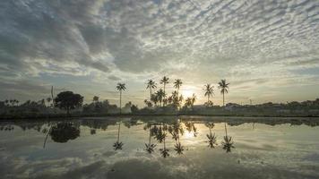 Timelapse reflection of coconut trees video