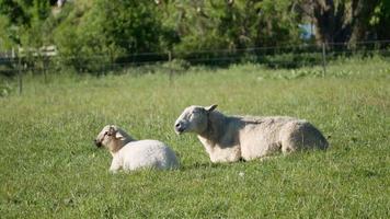 cordero y oveja pastando descansando comiendo hierba en la ciudad de wanaka video