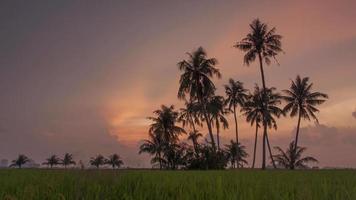 Sonnenuntergang über den Kokospalmen im Reisfeld. video