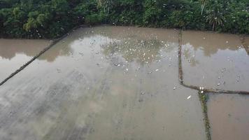 bandada de cigüeñas asiáticas openbill comienzan a aterrizar en un área de barro poco profunda. video