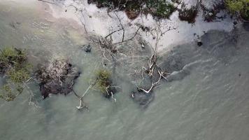 olhando para baixo mangue seco e areia branca na Malásia. video