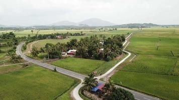 Aerial view Malays house surrounded by paddy field in Kubang Semang, Penang. video