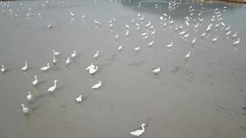 Aerial look down egret birds in muddy land. video