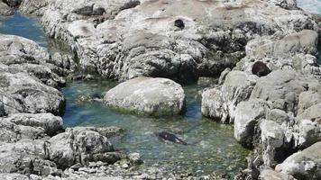 uma foca segue outra foca nadar na água em kaikoura, ilha sul video