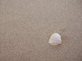 Close up Top view of a seashell on the sand with copy space photo