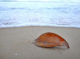 Close up of brown color leaf on the sand beach seashore photo