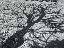 Tree branches shade and shadow in gray color on the ground photo