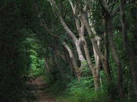 Mysterious tropical green forest trees for with soft daylights background photo