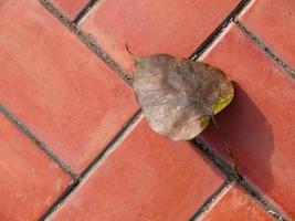 Top view one dried leaf on the geometric pattern red block tiling pavement photo