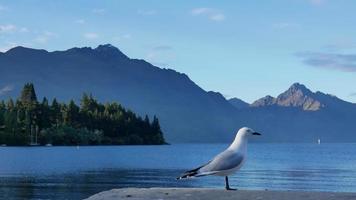A seagull stand at the bank at Lake Wakatipu, Queenstown,South Island video
