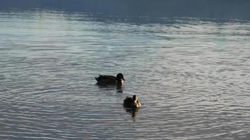Two mallard ducks swim video
