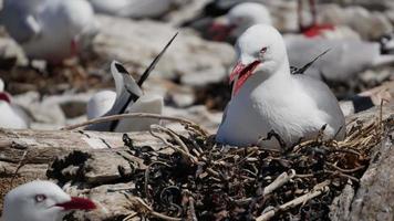 um descanso de gaivota no ninho com fundo de coronel de gaivota video