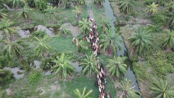 Drone shot cows stay together and walk towards same direction. video