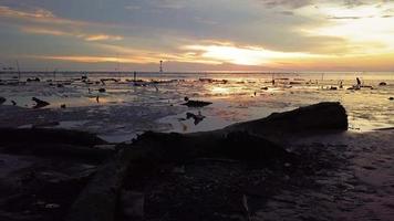 silhouet dat over de vuilnisbak glijdt die naar de kust wordt gegooid video