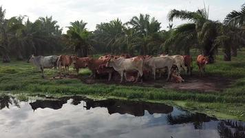 vacas de vista aérea ficam juntas ao lado do rio na plantação de dendezeiros video