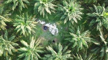 vista aérea vertido ilegal de basura en la plantación de palma aceitera. video