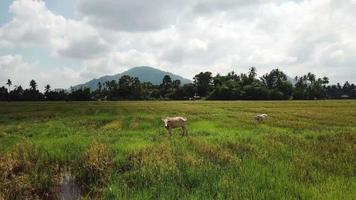 voar em direção às vacas perdeu a liberdade. sombras de nuvens escuras se aproximam das vacas por trás. video