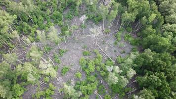 vista aérea algumas árvores de mangue caem em batu kawan, penang, malásia. video