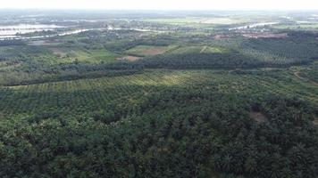 Aerial move over oil palm plantation video