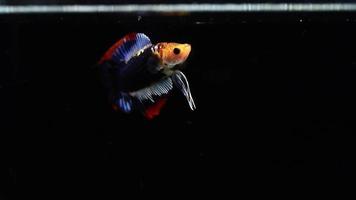 Accouplement de poissons de combat siamois betta, betta splendens pla-kad poisson mordant thaïlandais, poisson d'aquarium populaire. drapeau rouge blanc bleu thaïlande. video