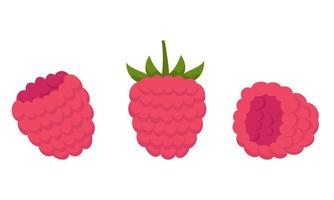 Raspberry in different angles. vector