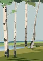 Birches on river bank. Beautiful nature landscape. vector