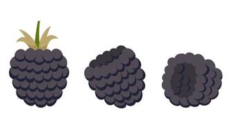 Blackberry in different angles. vector