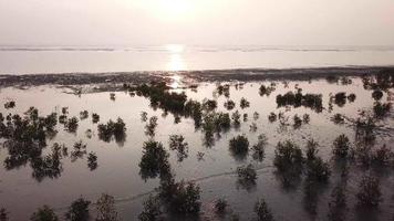 silueta de árbol de mangle sobre la costa en kuala muda, kedah. video